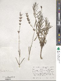 Lavandula angustifolia image