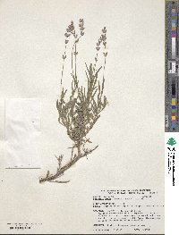 Lavandula angustifolia angustifolia image