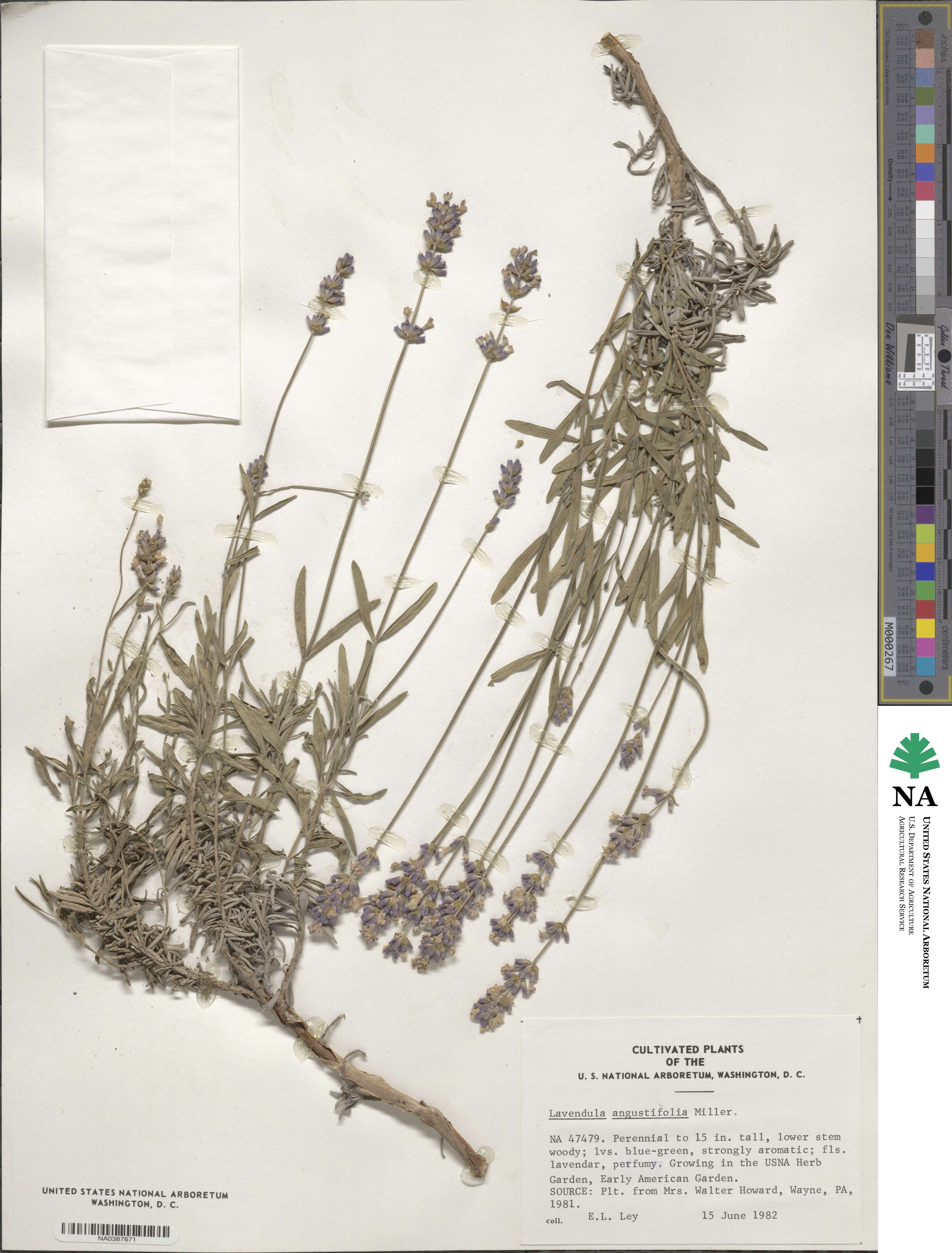 Lavandula angustifolia image