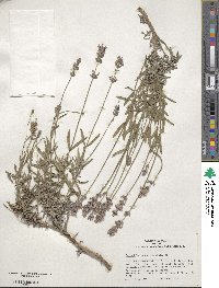 Lavandula angustifolia image