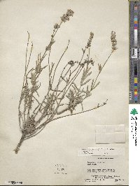 Lavandula angustifolia angustifolia image