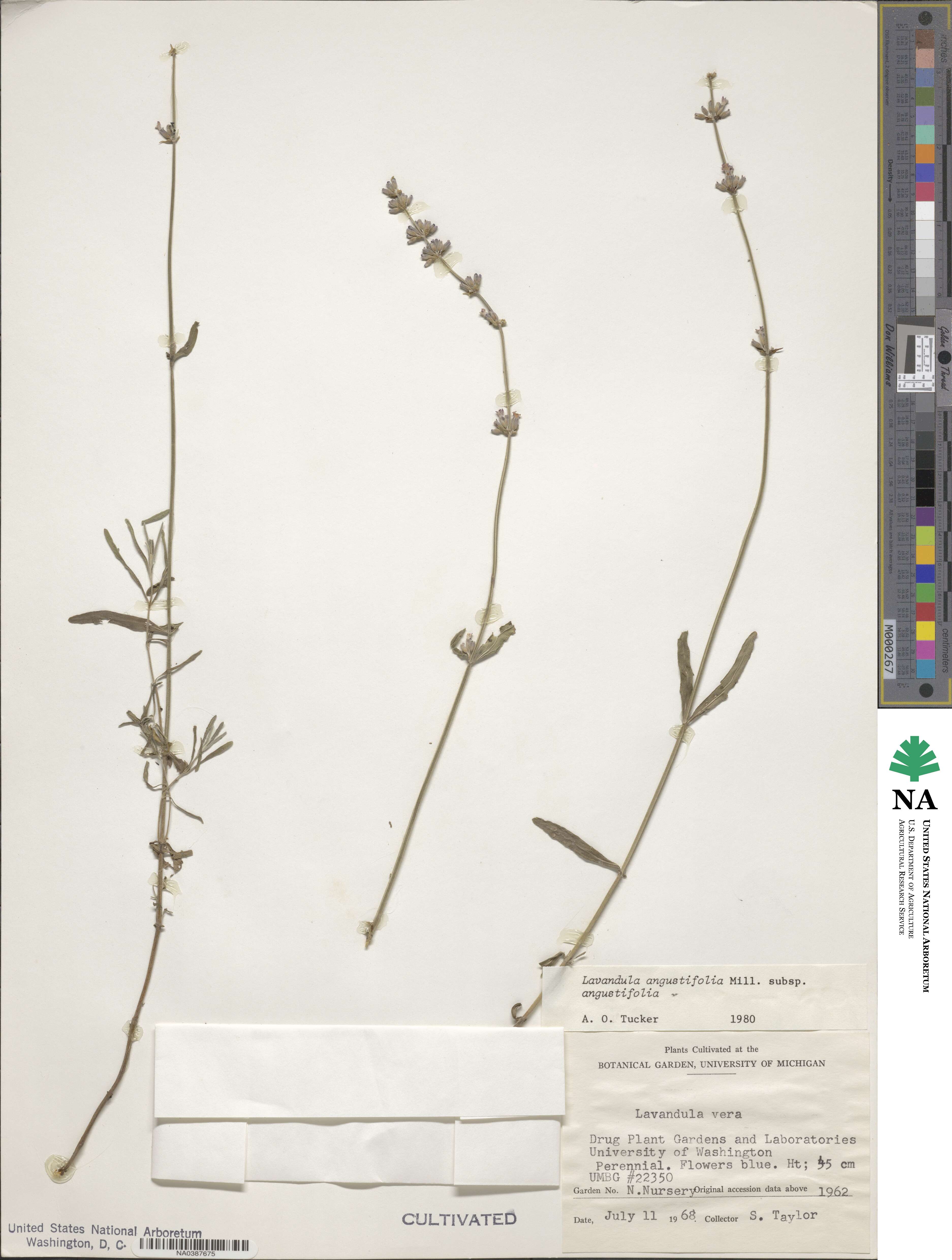 Lavandula angustifolia angustifolia image