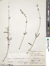 Lavandula angustifolia image