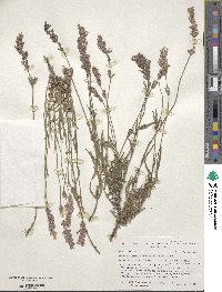 Lavandula angustifolia angustifolia image