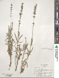 Lavandula angustifolia angustifolia image