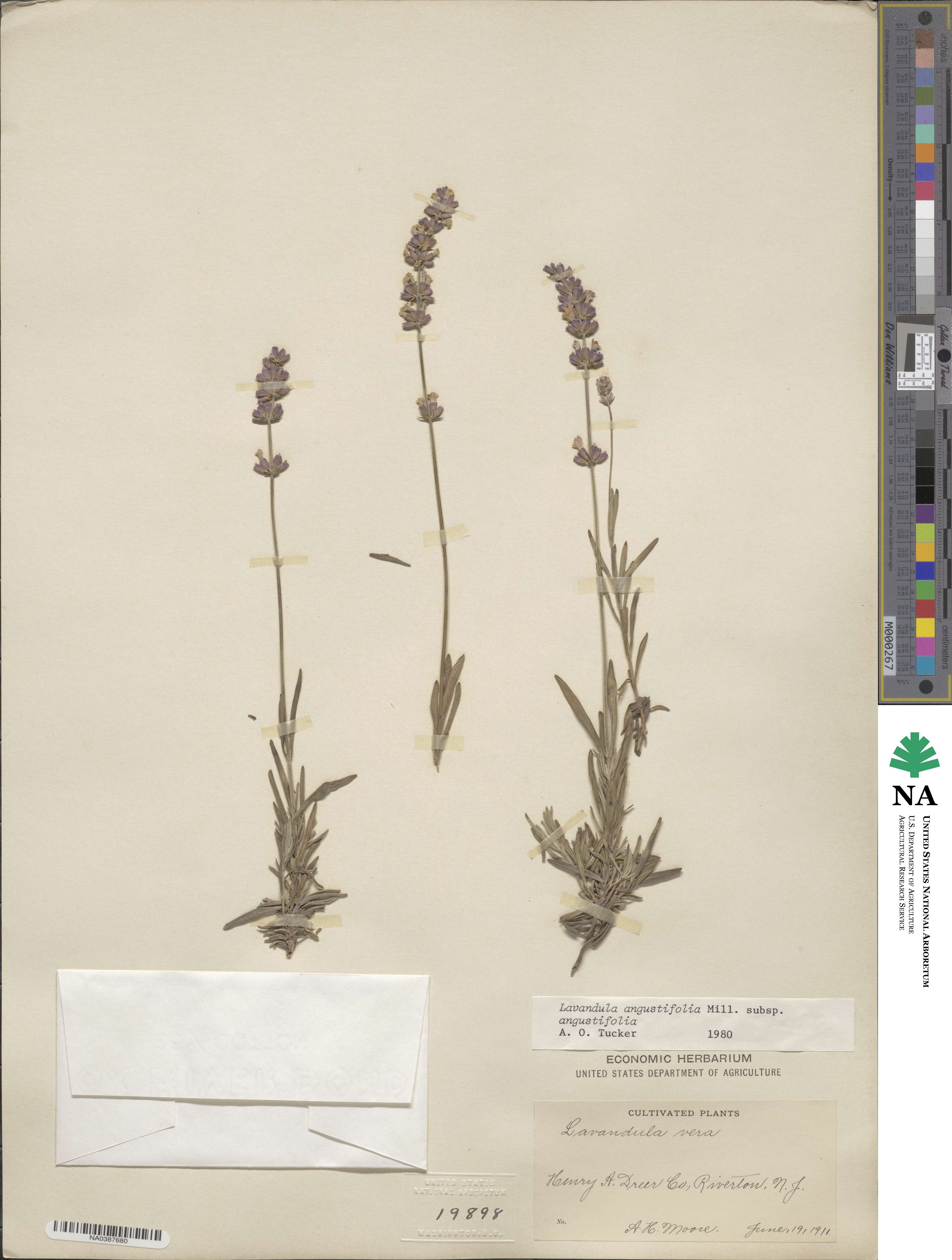 Lavandula angustifolia angustifolia image