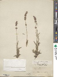 Lavandula angustifolia angustifolia image