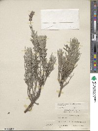 Lavandula angustifolia angustifolia image