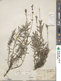 Lavandula angustifolia angustifolia image