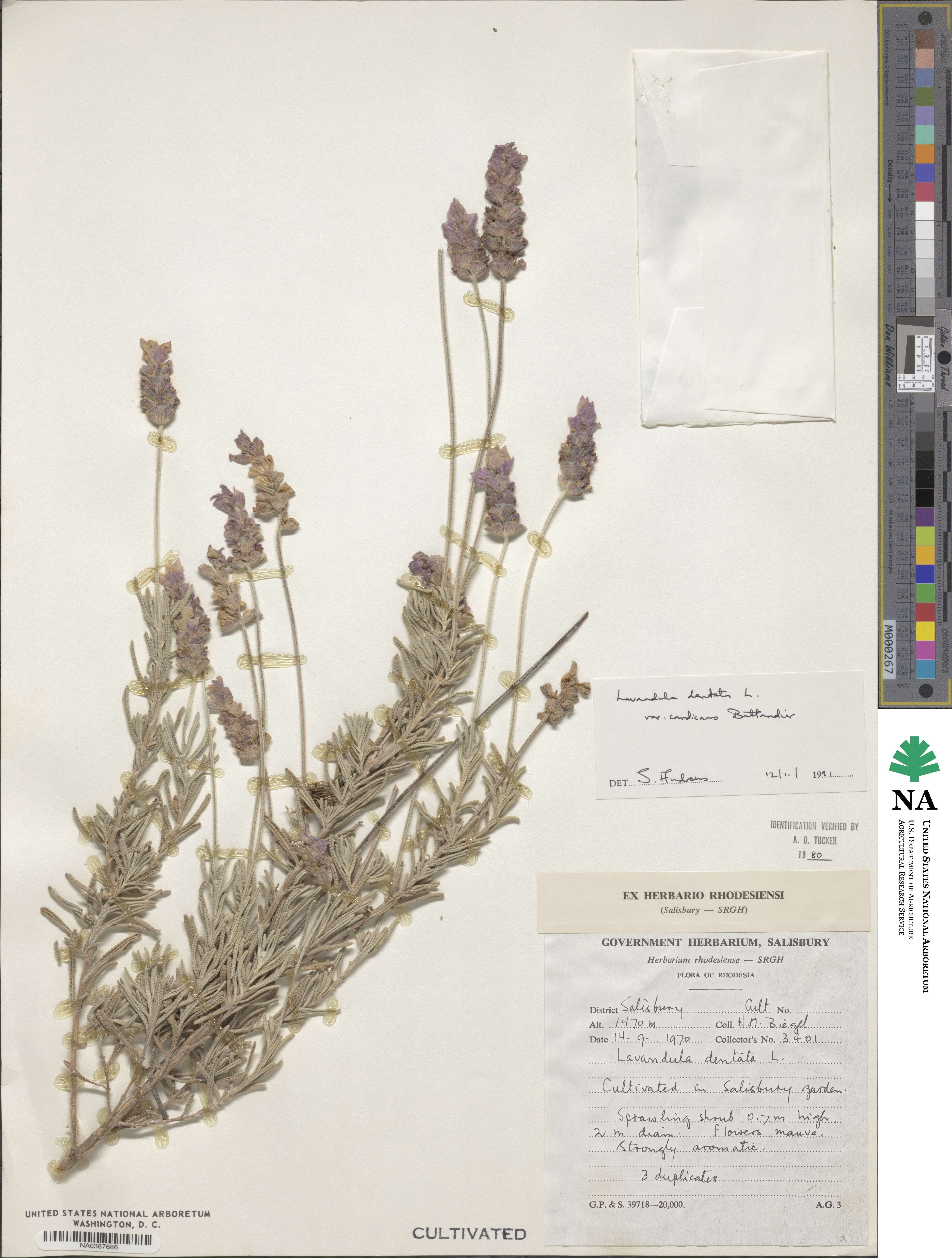 Lavandula dentata var. candicans image
