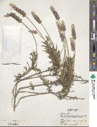 Lavandula dentata image