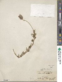 Lavandula dentata image