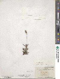 Lavandula dentata image