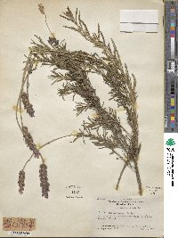 Lavandula dentata image