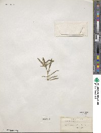 Lavandula dentata image