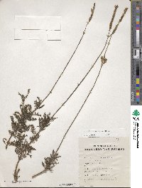 Lavandula canariensis image