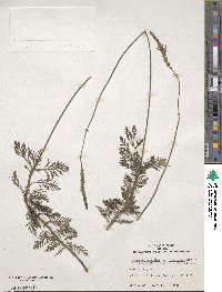 Lavandula canariensis image