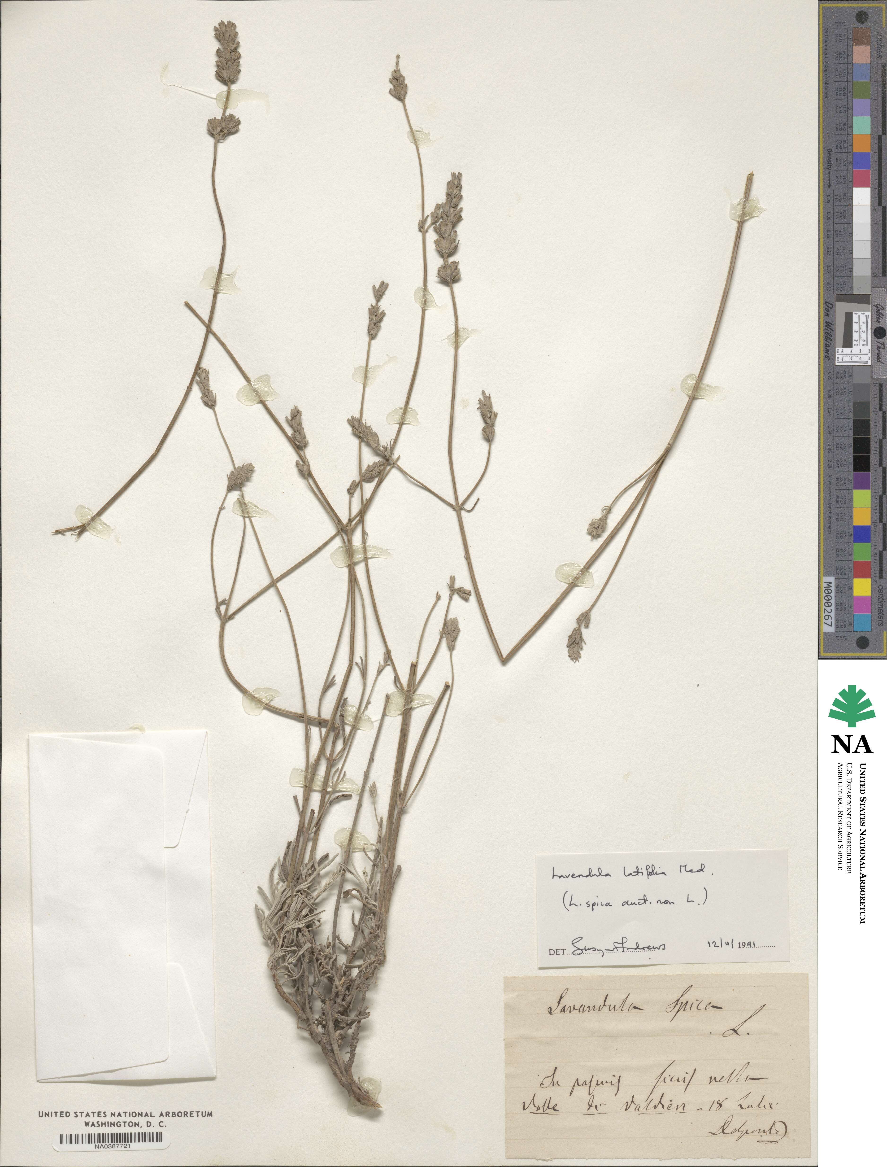 Lavandula latifolia image