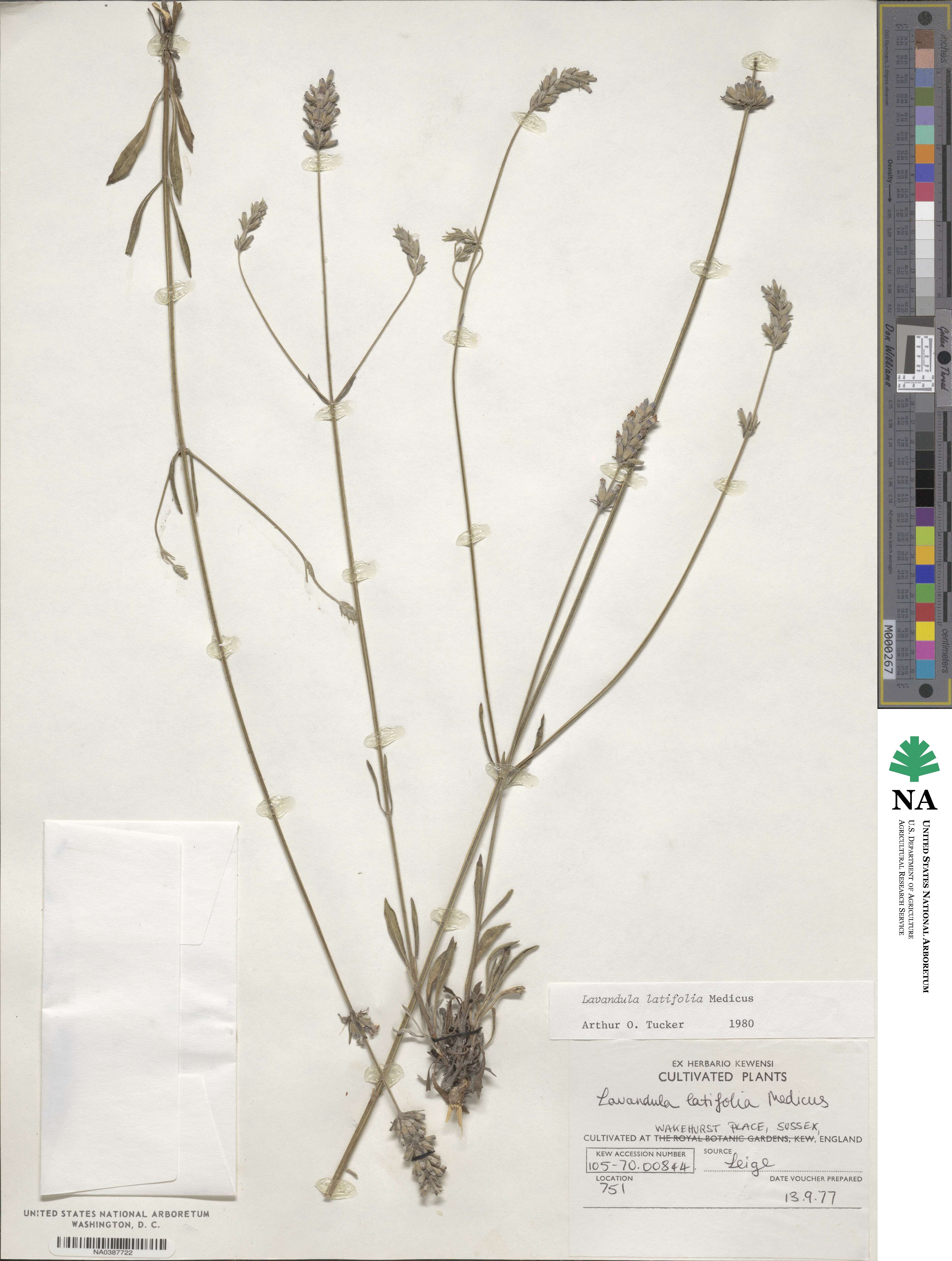 Lavandula latifolia image