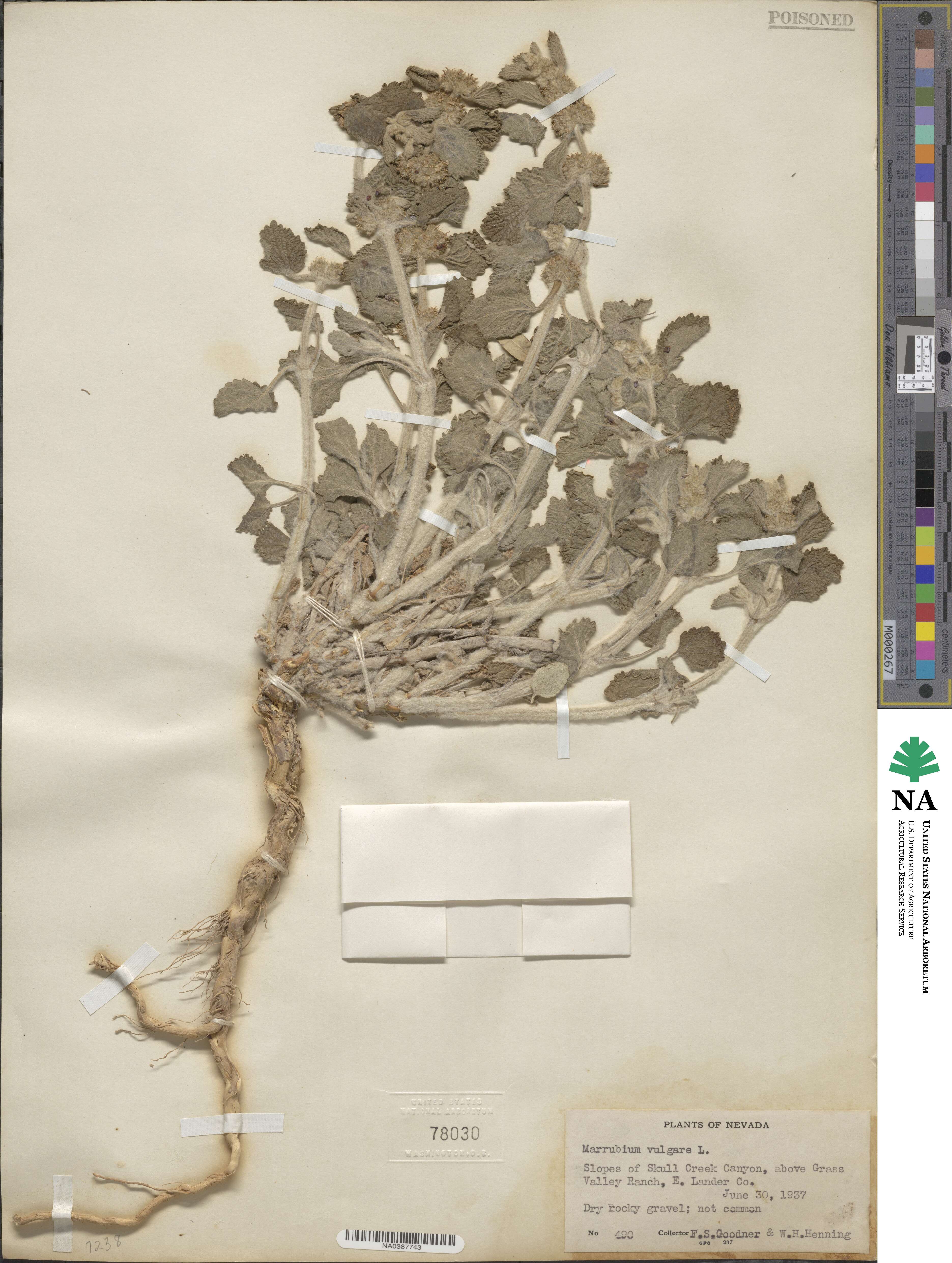 Marrubium image