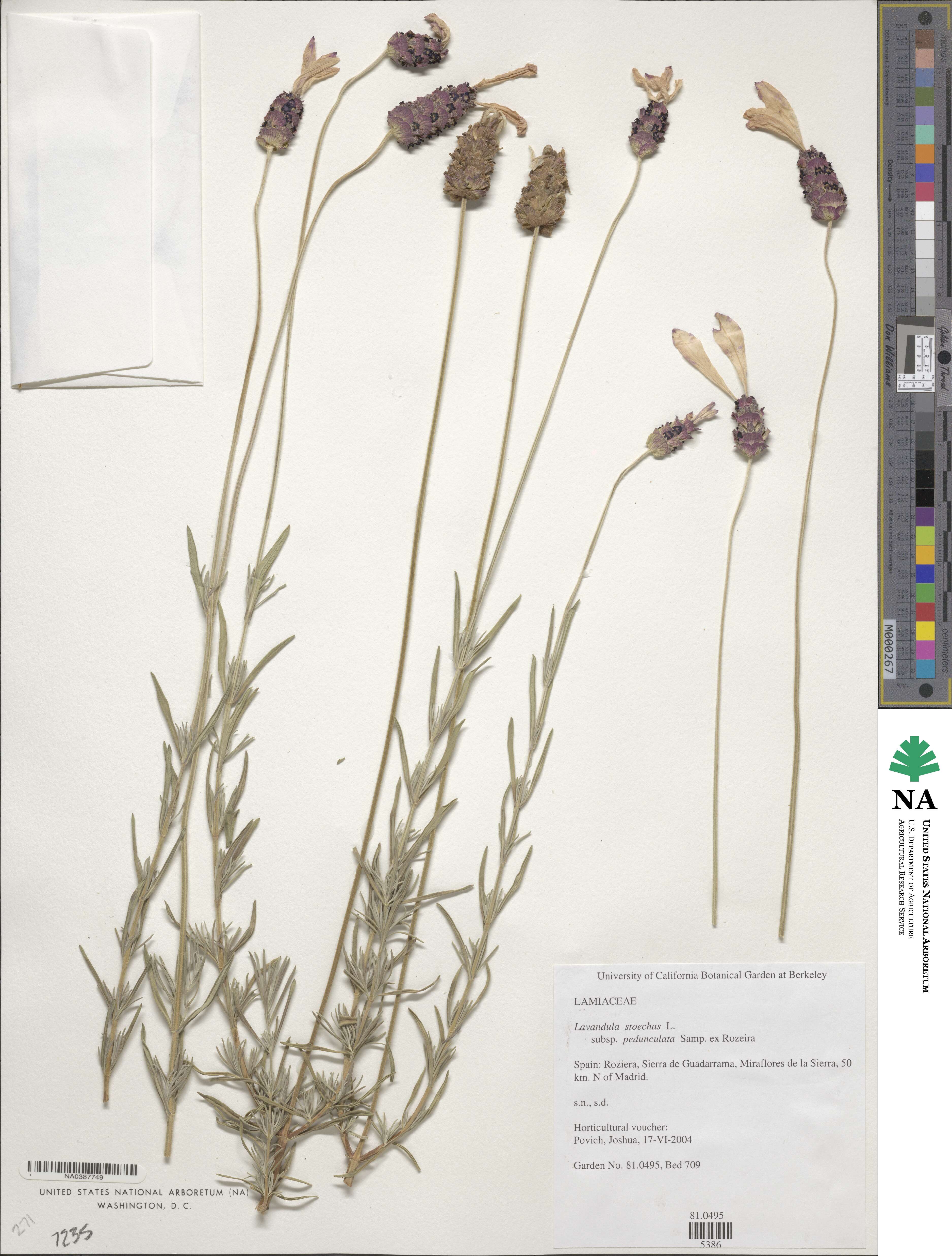 Lavandula pedunculata image