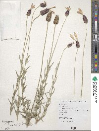 Lavandula pedunculata image