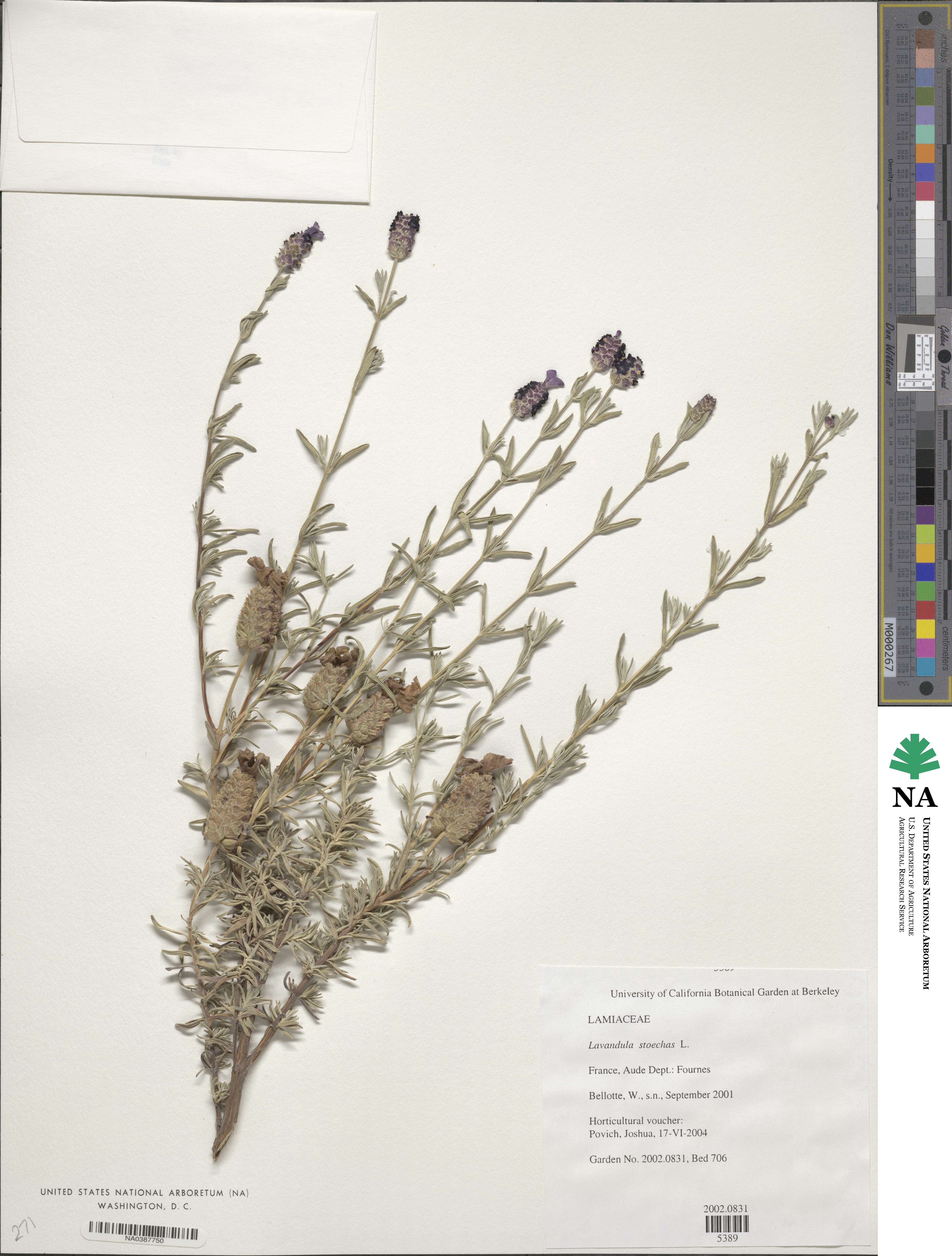 Lavandula stoechas subsp. stoechas image