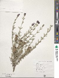 Lavandula stoechas image