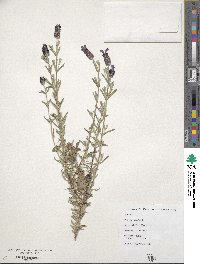 Lavandula stoechas subsp. stoechas image