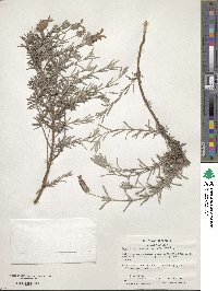 Lavandula stoechas subsp. stoechas image