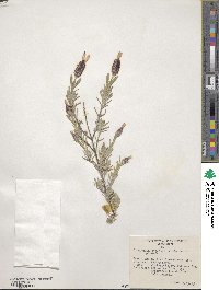 Lavandula stoechas subsp. stoechas image