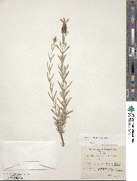 Lavandula stoechas subsp. stoechas image