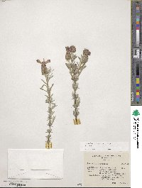 Lavandula stoechas subsp. stoechas image