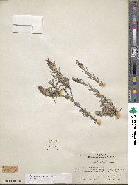 Lavandula stoechas subsp. stoechas image