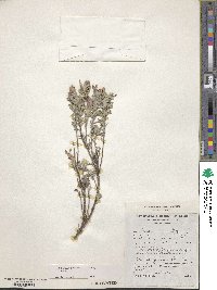 Lavandula stoechas subsp. stoechas image