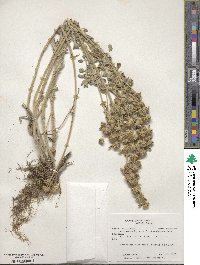 Marrubium vulgare image