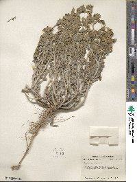 Marrubium vulgare image