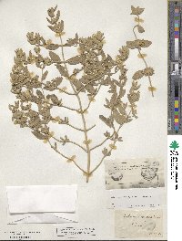 Marrubium peregrinum image