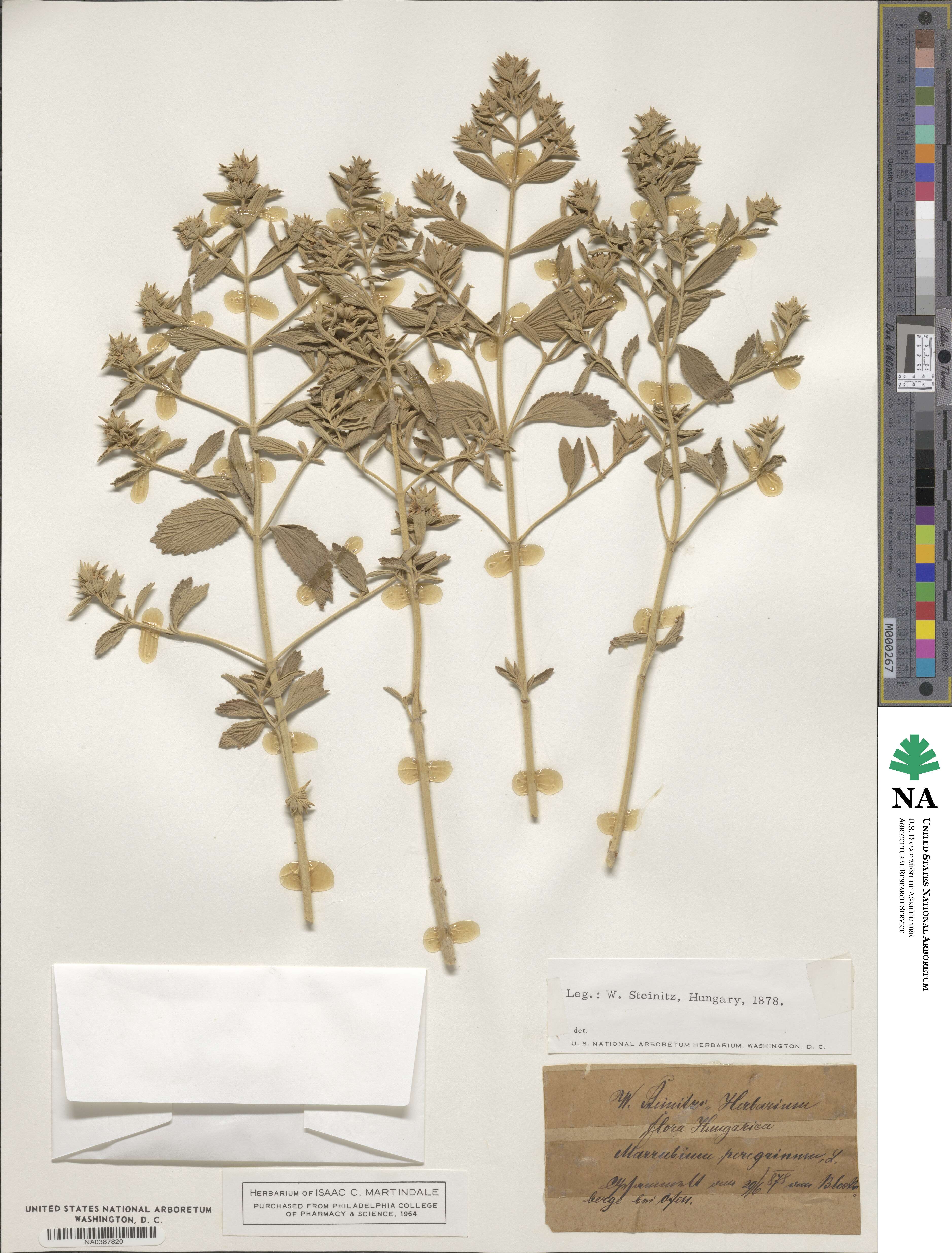 Marrubium peregrinum image