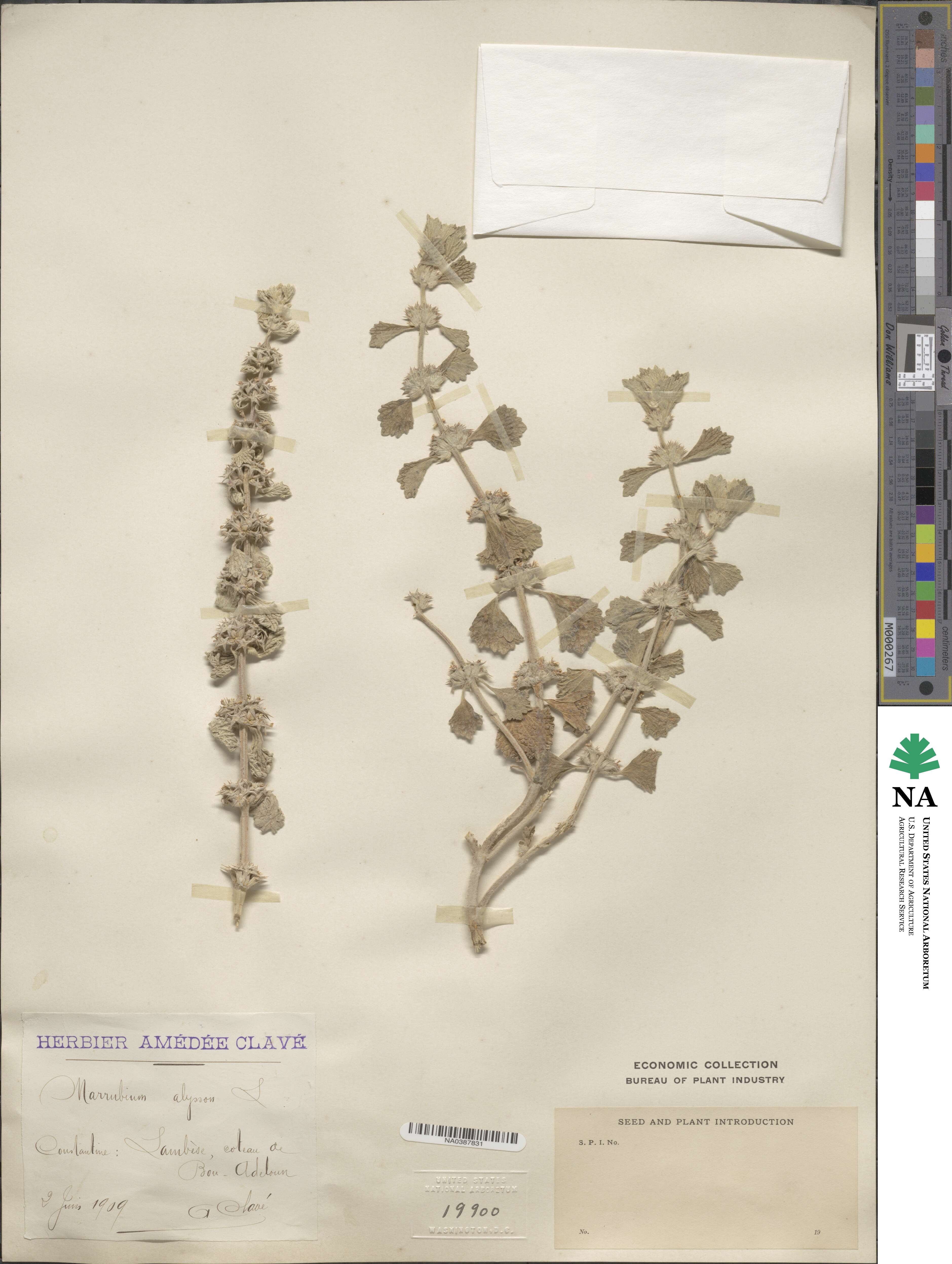Marrubium alysson image