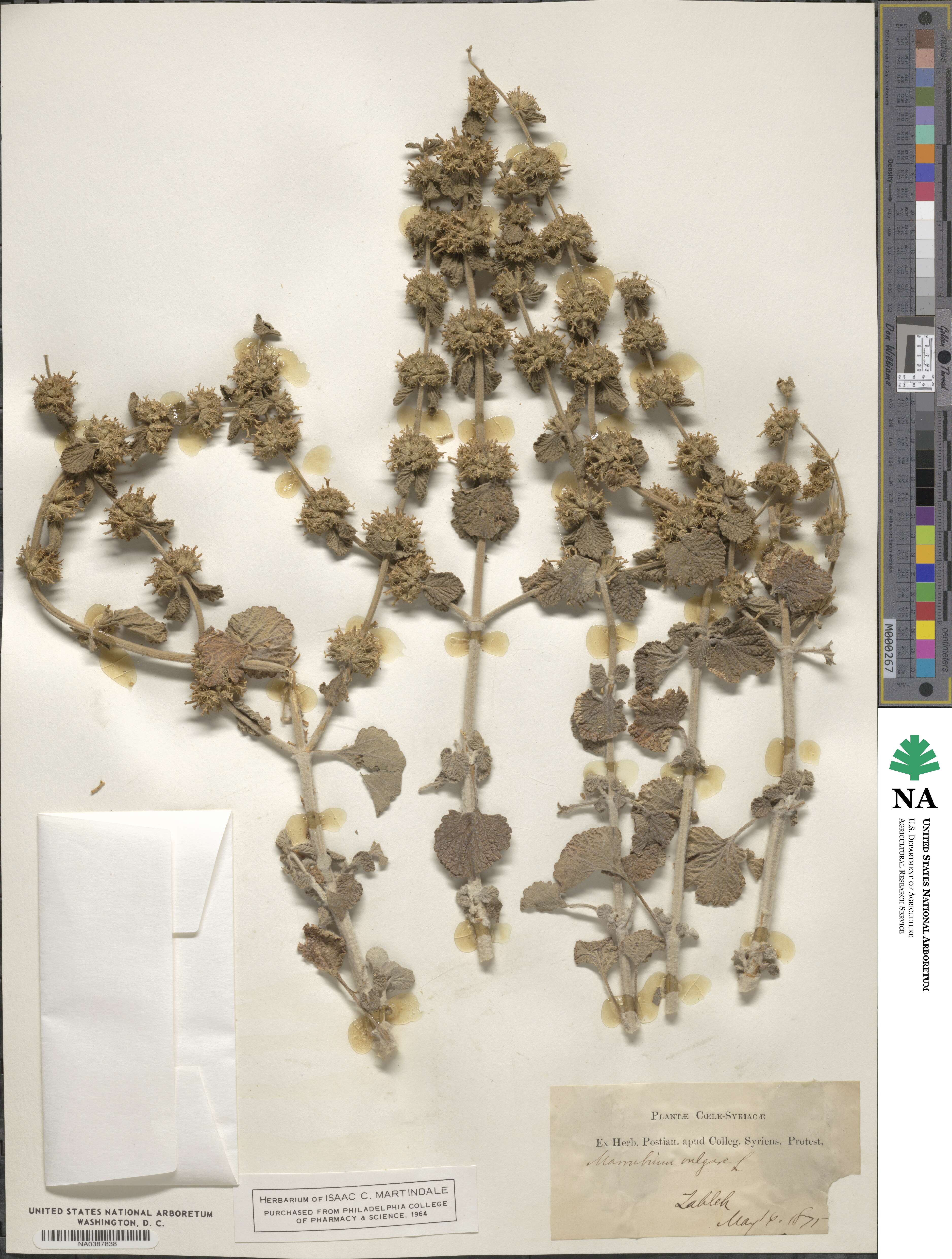 Marrubium image