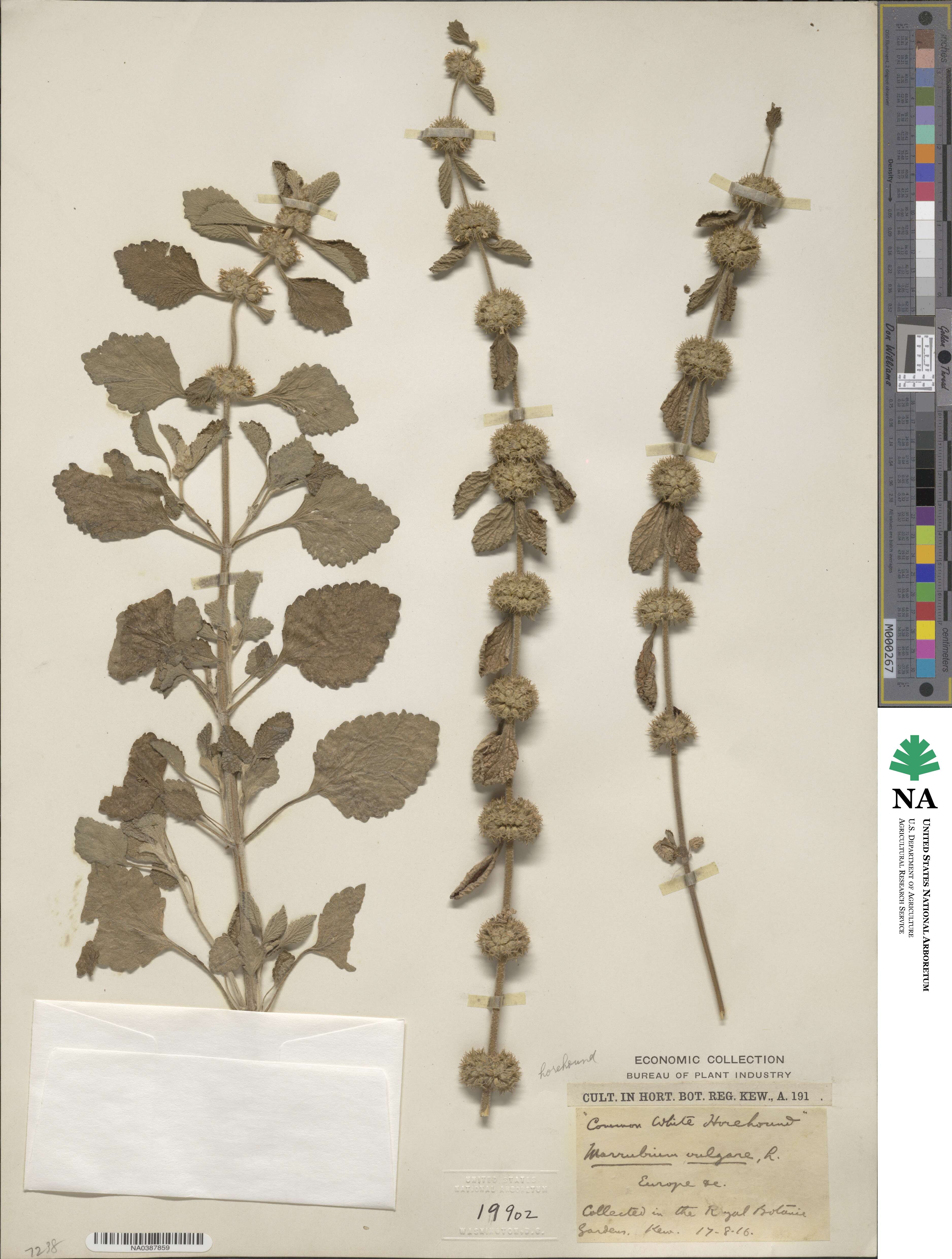 Marrubium vulgare image