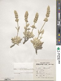 Sideritis candicans image