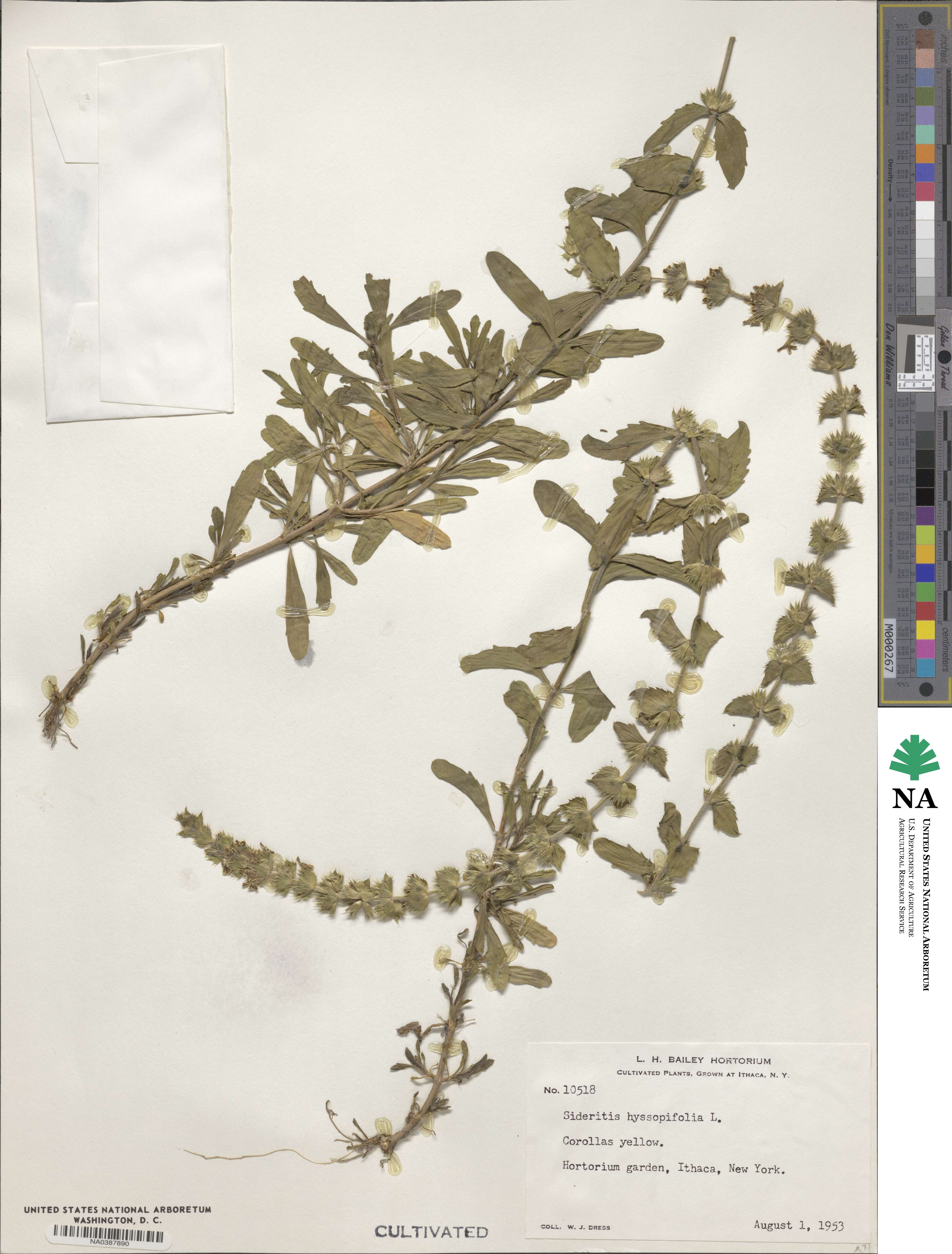 Sideritis hyssopifolia image