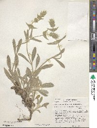 Image of Sideritis clandestina