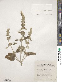 Sideritis candicans image