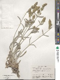 Image of Sideritis taurica