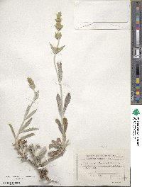 Sideritis taurica image