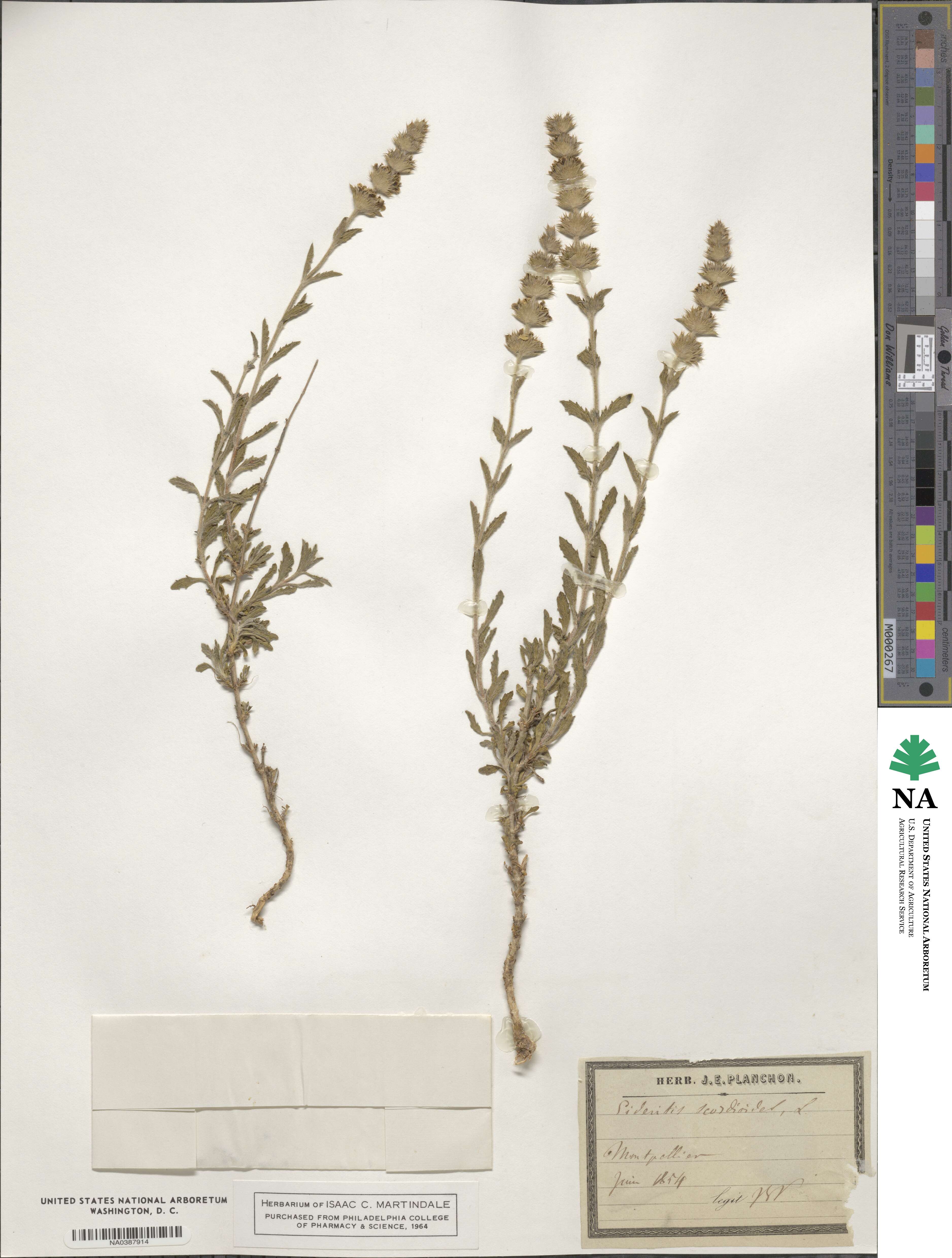 Sideritis hyssopifolia image