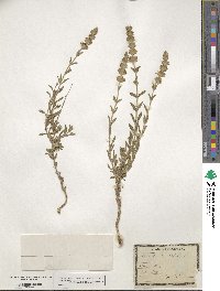 Sideritis hyssopifolia image